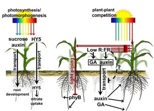 Light on the dark side of plant development | Plant Photobiology