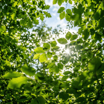 Green leaves illuminated by sunlight under forest canopy